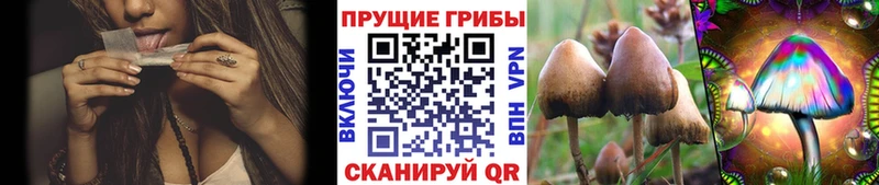Псилоцибиновые грибы прущие грибы  Гудермес 