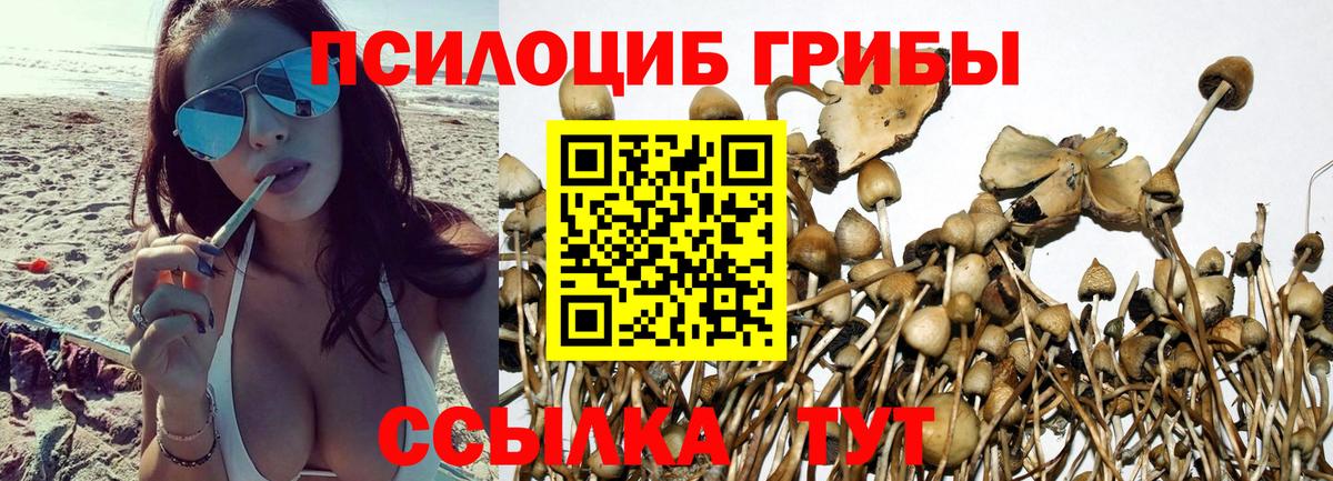 Псилоцибиновые грибы прущие грибы  купить наркоту  Гудермес  Вход с VPN 